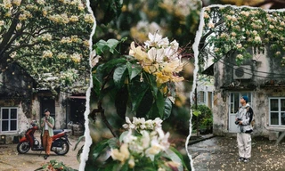 Hà Nội vào mùa hoa bún đẹp mê ly, đi đâu để có ảnh xinh?