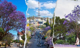 Check-in mùa phượng tím tại Đà Lạt: Lãng mạn như tranh khiến giới trẻ mê mẩn