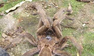 Phát hiện nhện độc khổng lồ ở Hà Tĩnh