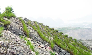 Công ty CP Than Núi Béo quan tâm công tác bảo vệ môi trường