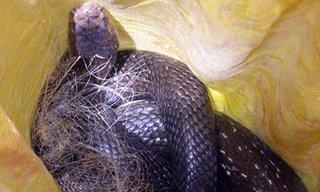 Rắn hổ khổng lồ sập bẫy lưới cá của nông dân