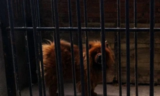 Vườn thú Trung Quốc biến chó thành sư tử