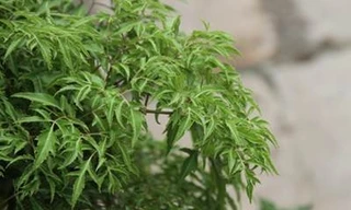 Lá đinh lăng tăng sức đề kháng