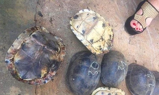 Rùa quý tang vật đã được thả vào Vườn quốc gia