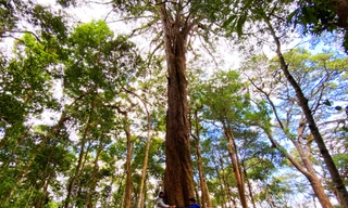 Cây thông hai lá dẹt nghìn năm tuổi
