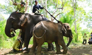 Cảnh cắt dây trói để thả Cu Sứt về rừng năm 2013