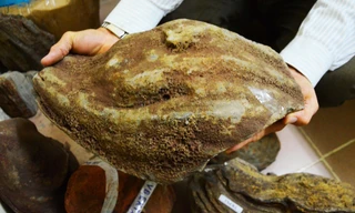 Một "bom núi lửa" có hình dạng như quả bàng khô