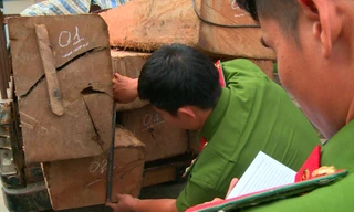 Đo đếm khối lượng gỗ lậu bị tạm giữ