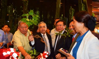 Lần đầu triển lãm sâm Ngọc Linh