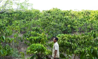 -Ông Phú trước đám rẫy đã bị cấp bìa đỏ cho bà Hương