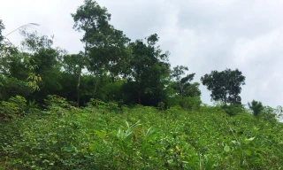 Khu rừng nơi gia đình mai táng anh A Xía