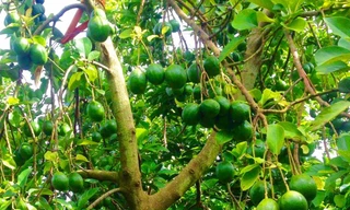 Bơ đem lại lợi nhuận cao cho nhà vườn