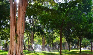 Nắng sớm mát rượi xuyên qua tán cây của đại ngàn giữa phố