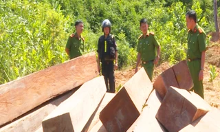 Công an tỉnh thu giữ tới hơn 330 m3 gỗ lậu ở huyện Ea Kar