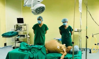 Khối u lớn chèn toàn bộ vùng bụng bệnh nhân. 