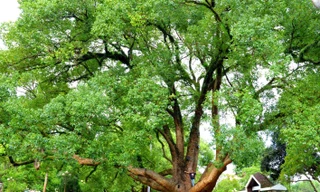 Cặp đôi Long não di sản tuyệt đẹp đã chia lìa