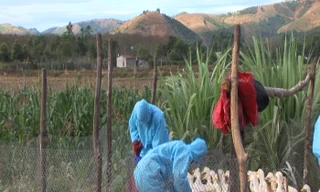 Tiêu hủy gia cầm nhiễm virus cúm (ảnh Tuyết Mai)