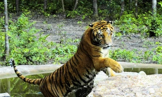 Một cá thể Hổ ở Safari Vinpearl Phú Quốc