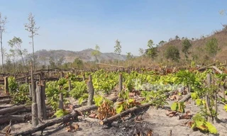 Rừng vẫn tiếp tục bị tàn phá tại Ea Súp