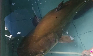 Con cá leo có trọng lượng hơn 80 kg