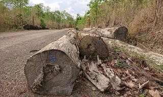 Bãi tập kết gỗ của trùm Phượng "râu" gần đồn biên phòng 747