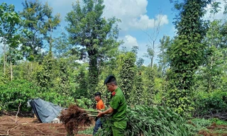 Nhiều cay cần sa được thu giữ tại hiện trường