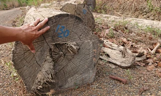 Vụ bắt xe gỗ lậu ở Đắk Nông: Báo cáo từ Vườn Quốc gia Yok Đôn 