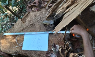 Hiện trường vụ hủy hoại rừng ở tiểu khu 1522