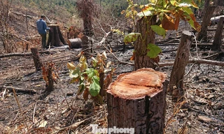 Hiện trường vụ hủy hoại rừng phòng hộ thuộc lâm phần của Cty Chư Phả quản lý