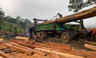 Những cây khổ lớn đã bị khai thác và xẻ hộp