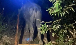 Các đối tượng sử dụng trâu kéo gỗ pơ mu 