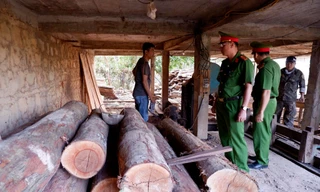 Số gỗ không có hóa đơn chứng từ bị công an phát hiện