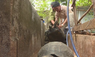 Rùa quý hiếm nhốt trong nhà ông Triển