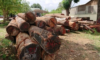 Gỗ của Phượng râu tại Hạt kiểm lâm huyện Cư Jút