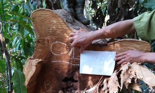 Cơ quan chức năng khám nghiệm hiện trường vụ hủy hoại rừng Tiểu khu 1522 thuộc lâm phần của Công ty TNHH Hoàn Ba