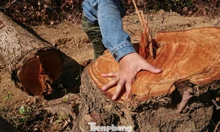 Một cây gỗ có đường kính lớn mới bị đốn hạ chưa kịp vận chuyển ra ngoài.