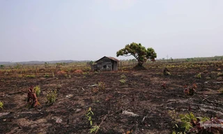 Diện tích rừng của Cty Cư Mlan bị lấn chiếm