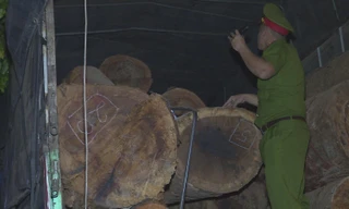 Số gỗ tròn bị phát hiện