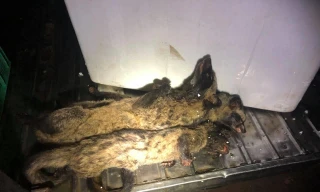 Tang vật là chồn bị bắt giữ trên xe khách