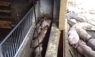 Gần 1200 con lợn bị chết do chập điện