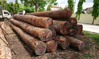 Gỗ lậu của Phượng "râu" tập kết tại Hạt Kiểm lâm huyện Cư Jút 