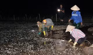 Ngao chết trắng đầm tại Tiền Hải, Thái Binh - Ảnh: Hoàng Long