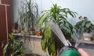 Đường điện hở truyền dẫn theo nước khi tưới cây khiến 2 vợ chồng tử vong - Ảnh: Hoàng Long