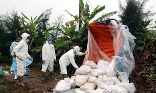 UBND xã Hải An khia khống số lượng lợn bị dịch tả để lấy, chia nhau hơn 486 triệu đồng tiền hỗ trợ - Ảnh: Hoàng Long