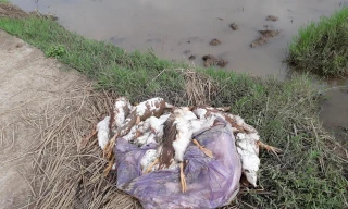 Vịt mắc cúm gia cầm H5N6 được phát hiện tại Thái Bình - Ảnh: Hoàng Long