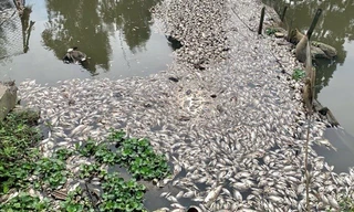 Cá chết nổi trắng mặt sông Chanh - Ảnh: Hoàng Long