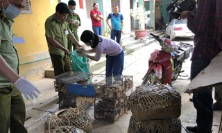 Lực lượng chức năng Lạng Sơn kiểm đếm số gia cầm giống vừa bắt giữ *ảnh: TL