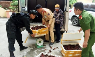 Lực lượng chức năng địa phương đang xử lý số tôm hùm đỏ vừa bị bắt giữ .Ảnh: TL