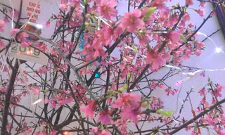 Rực rỡ đào Chuông xứ Lạng .Ảnh: Duy Chiến