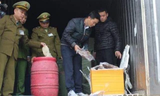 Lực lượng chức năng đang kiểm tra, kiểm đếm số hàng nội tạng động vật .Ảnh: Nông Tùng